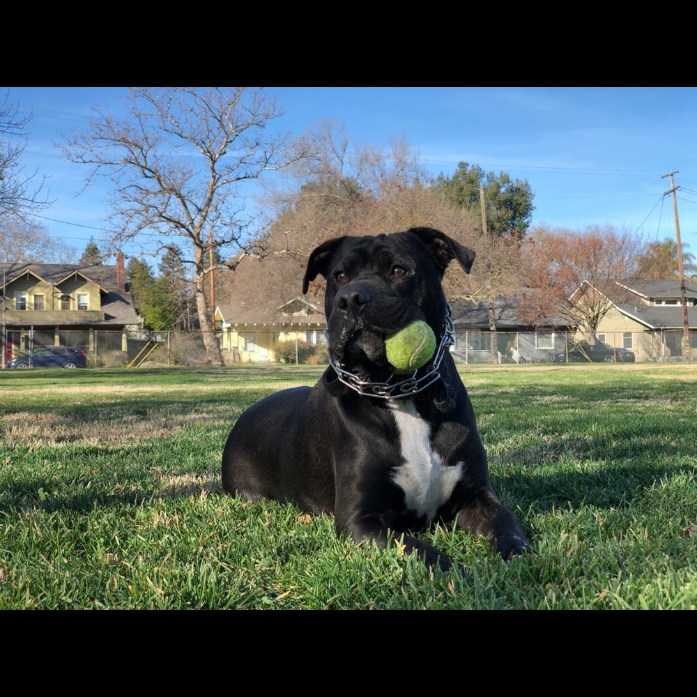 Meet your Posher, Andres
